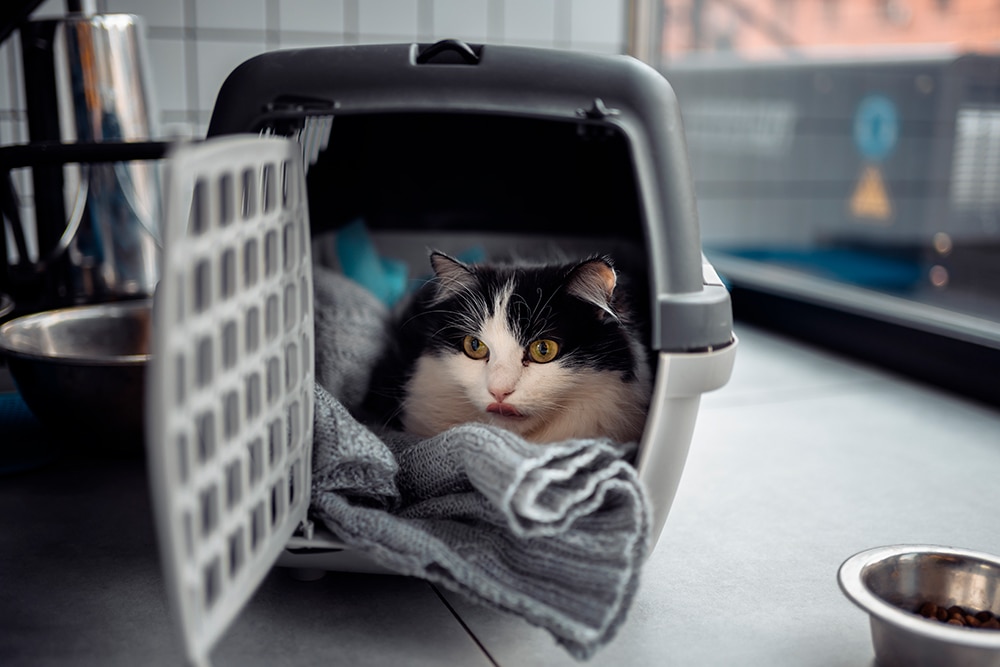 Viajar con mascotas en vacaciones: consejos y cuánto cuesta Viajar con mascotas en vacaciones: consejos y cuánto cuesta