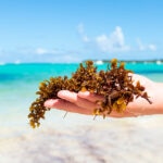 El alga color café que cubre las playas: ¿Qué es el sargazo y cuáles son sus consecuencias?