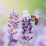 ¿Cómo impacta la crisis de biodiversidad en la economía?