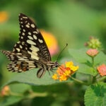 ¿Cómo impacta la crisis de biodiversidad en la economía?