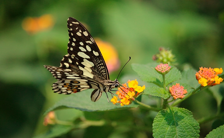 ¿Cómo impacta la crisis de biodiversidad en la economía? ¿Cómo impacta la crisis de biodiversidad en la economía?