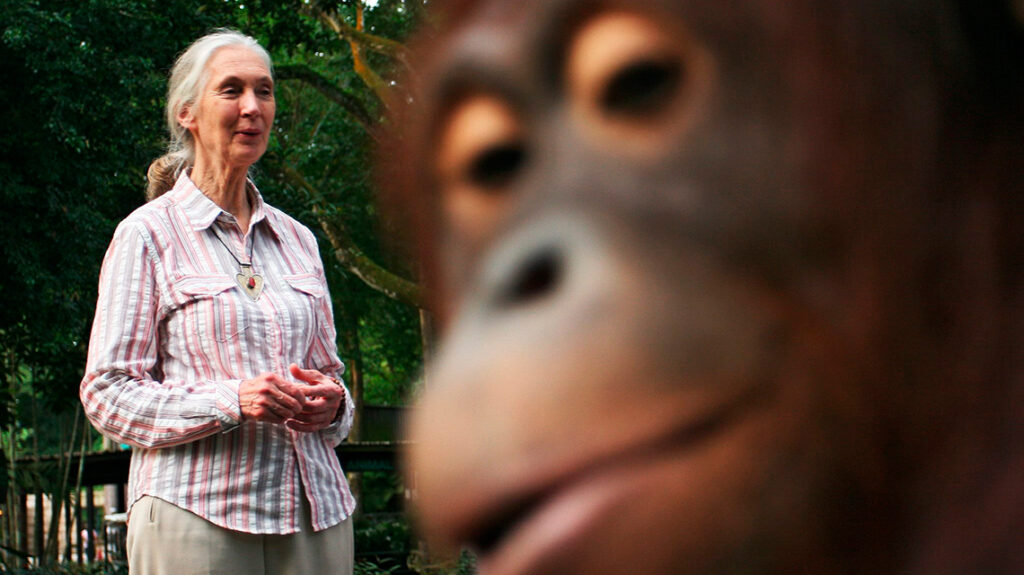 Jane Goodall y una aventura entre chimpancés que comenzó con un peluche