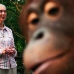 Jane Goodall y una aventura entre chimpancés que comenzó con un peluche - Agencia EFE