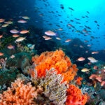 De los microplásticos a la crema solar: ¿Cómo afecta la contaminación a los arrecifes de coral?