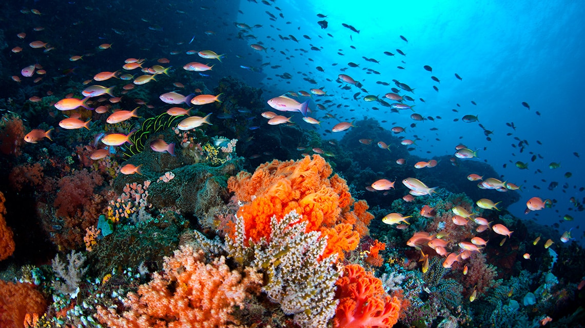 Cómo afecta la contaminación a los arrecifes de coral?