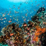 De los microplásticos a la crema solar: ¿Cómo afecta la contaminación a los arrecifes de coral?