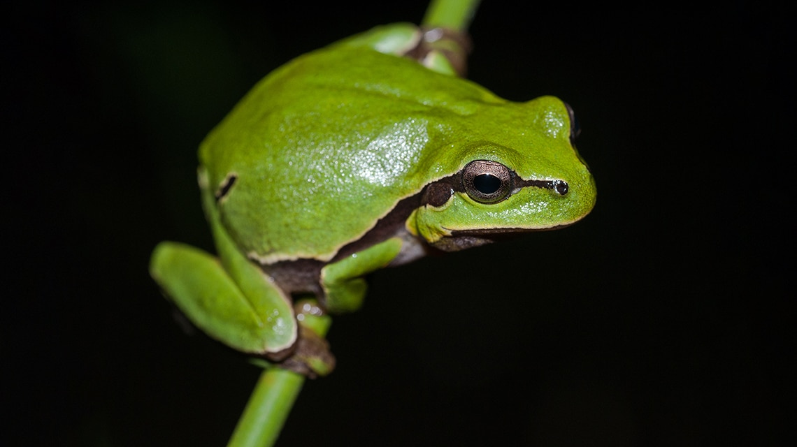 https://www.bbva.com/wp-content/uploads/2023/11/BBVA-Premio-Biodiversidad-Fundacion-AHE.jpg