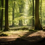 ¿Qué son los bosques sostenibles y cómo benefician al planeta?