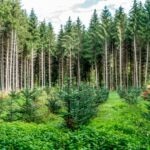 BBVA reflexiona sobre la importancia de la reforestación sostenible