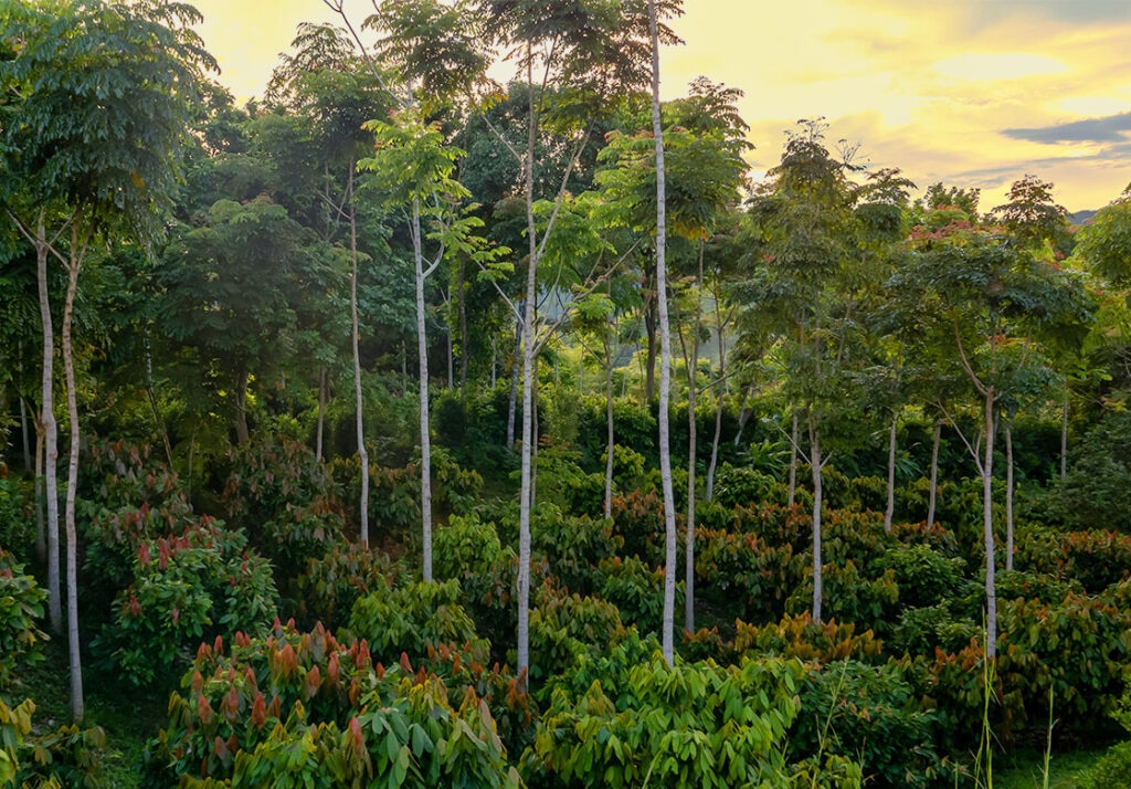 ¿Qué es la forestación? plantar bosques que capturen CO2