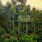 ¿Qué es la forestación y por qué es importante?
