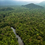 ¿Qué es la forestación y por qué es importante?
