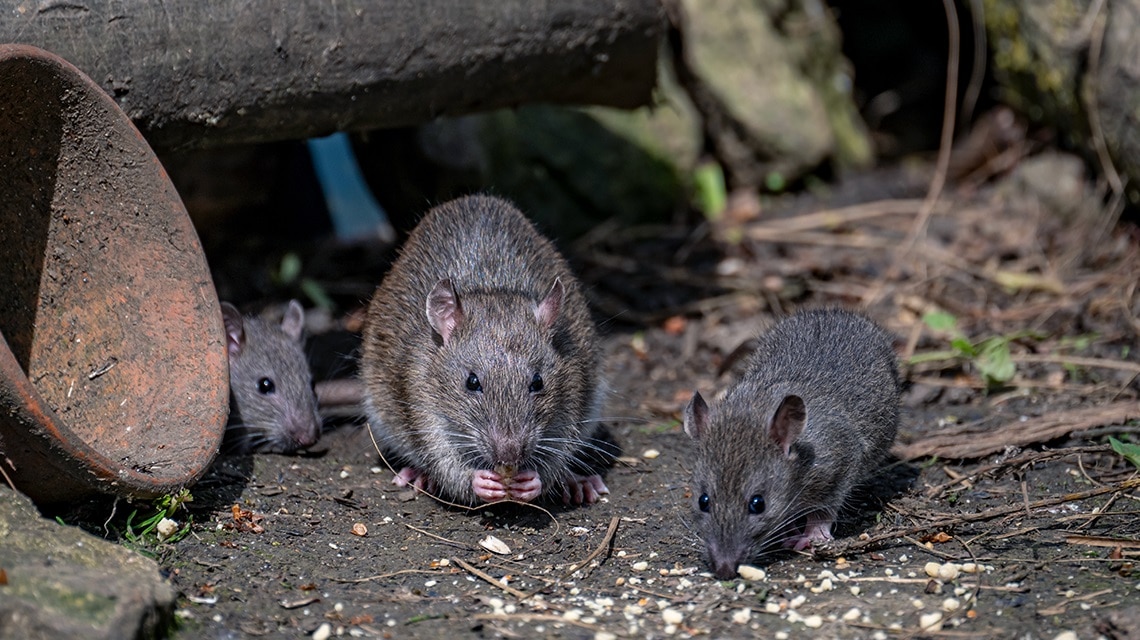 Especie Invasora