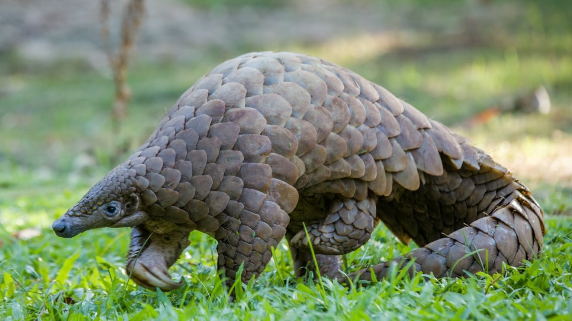 Pangolín: el animal más extraño y deseado del mundo | BBVA