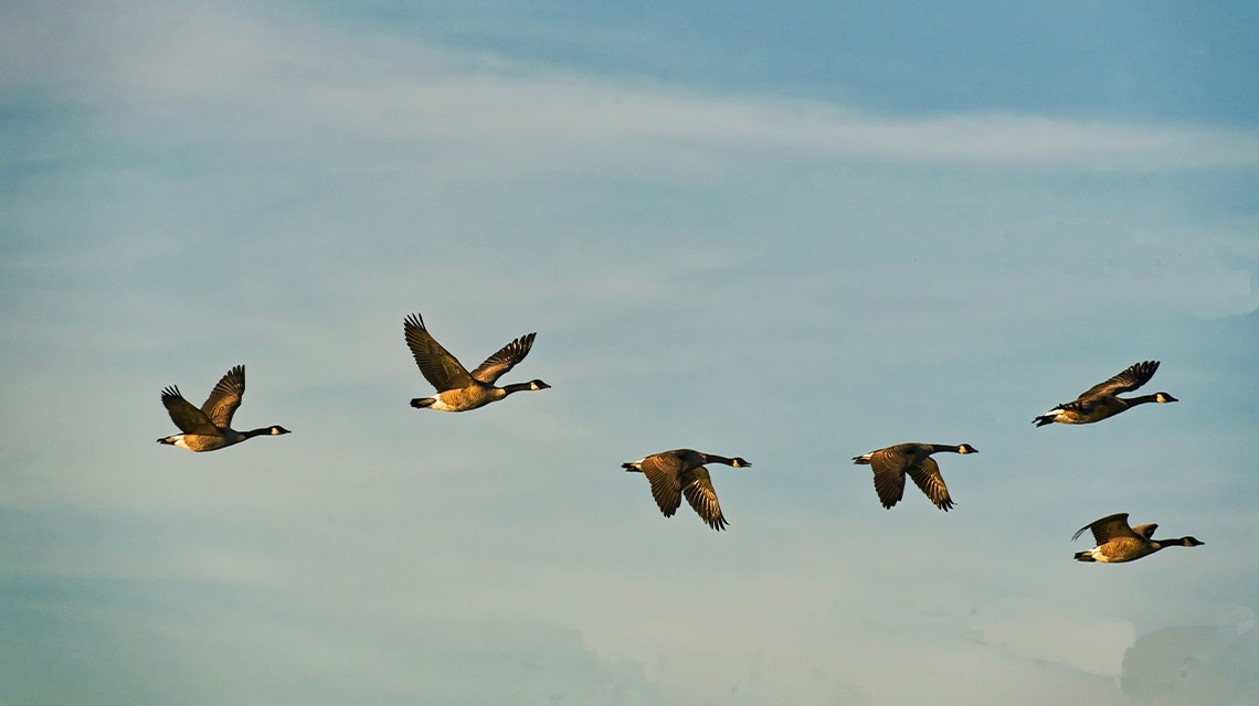 Bienestar animal y sostenibilidad en tiempos de cambio climático – Interempresas.net