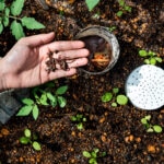 Vermicompostaje, la solución para mejorar tu huerto casero (y reducir tus residuos)
