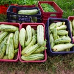 Agroecología: ¿qué es, cuáles son sus principios y que la diferencia de la agricultura ecológica? Agroecología: ¿qué es, cuáles son sus principios y que la diferencia de la agricultura ecológica?