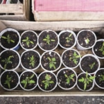 Agroecología: ¿qué es, cuáles son sus principios y que la diferencia de la agricultura ecológica? Agroecología: ¿qué es, cuáles son sus principios y que la diferencia de la agricultura ecológica?