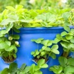 aeroponia-sostenibilidad-bbva