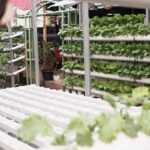 aeroponia-sostenibilidad-bbva