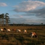 Ganadería sostenible en Uruguay: carne libre de deforestación gracias a la tecnología