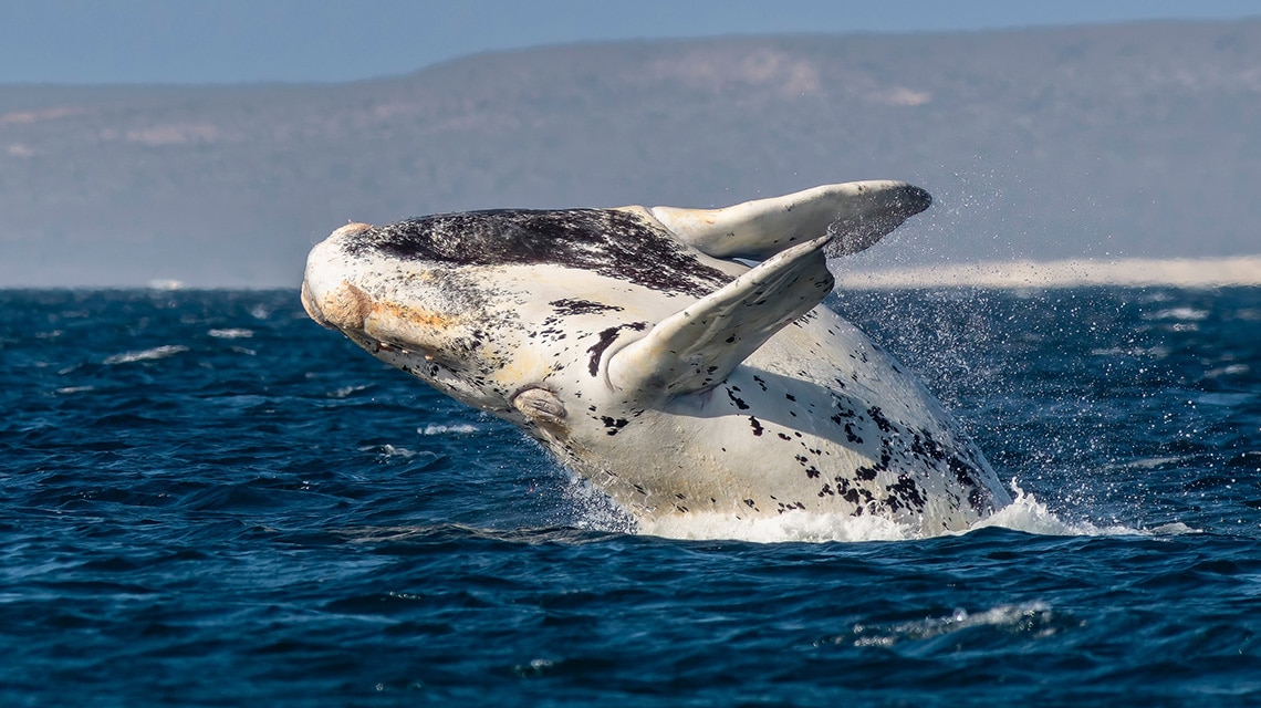 Ballena franca austral, posible ejemplar hallado muerto en aguas uruguayas