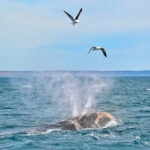 Ballena franca austral: la especie que se protege desde península Valdés