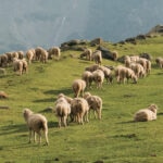 ¿Qué es la ganadería extensiva? Conoce sus principales características