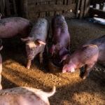 ¿Qué es la ganadería extensiva? Conoce sus principales características