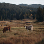 ¿Qué es la ganadería extensiva? Conoce sus principales características