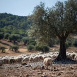 olivicultura-sostenible-rentabilidad-ambiental-bbva-sostenibilidad