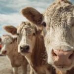 Ganadería sostenible en Uruguay: carne libre de deforestación gracias a la tecnología