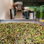 Así dinamiza el sector del aceite de oliva de la economía