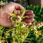 ¿Sabes lo que hay detrás de la fruta y la verdura que comes?