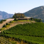 Innovación en el sector vitivinícola: tecnología para un vino sostenible