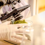 Qué es el biodiseño y por qué está transformando la sostenibilidad