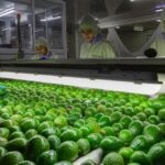 Cuando el aguacate colombiano de Cartama conquistó los cinco continentes