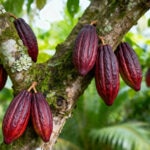 Ejemplos de financiación de impacto social: casos reales y cómo se aplican