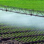 España produce una de cada cuatro frutas y verduras de la UE: BBVA analiza el futuro de la producción hortofrutícola sostenible