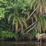 ‘Hotspots’ de biodiversidad: los puntos clave para conservar la riqueza natural de la Tierra