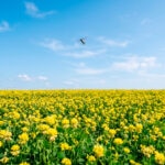Abejas robóticas: cómo la IA busca salvar la polinización global