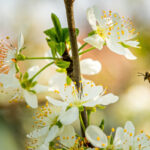 Abejas robóticas: cómo la IA busca salvar la polinización global
