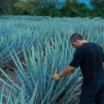 Financiamiento Agropecuario en México: ¿Cómo funciona el crédito FIRA?
