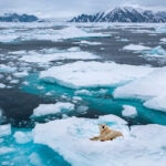 ¿Qué seres vivos sufren más el cambio climático?
