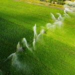 Sector agroalimentario: por qué es clave para la economía y cuáles son sus retos