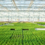 Sector agroalimentario: por qué es clave para la economía y cuáles son sus retos