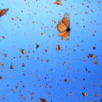 Mariposas-monarca-volando-@FMCN Mariposas-monarca-volando-@FMCN