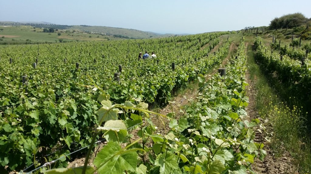 Picture of a Vineyard in Turkey during Josep Roca reconnaissance trip - BBVA