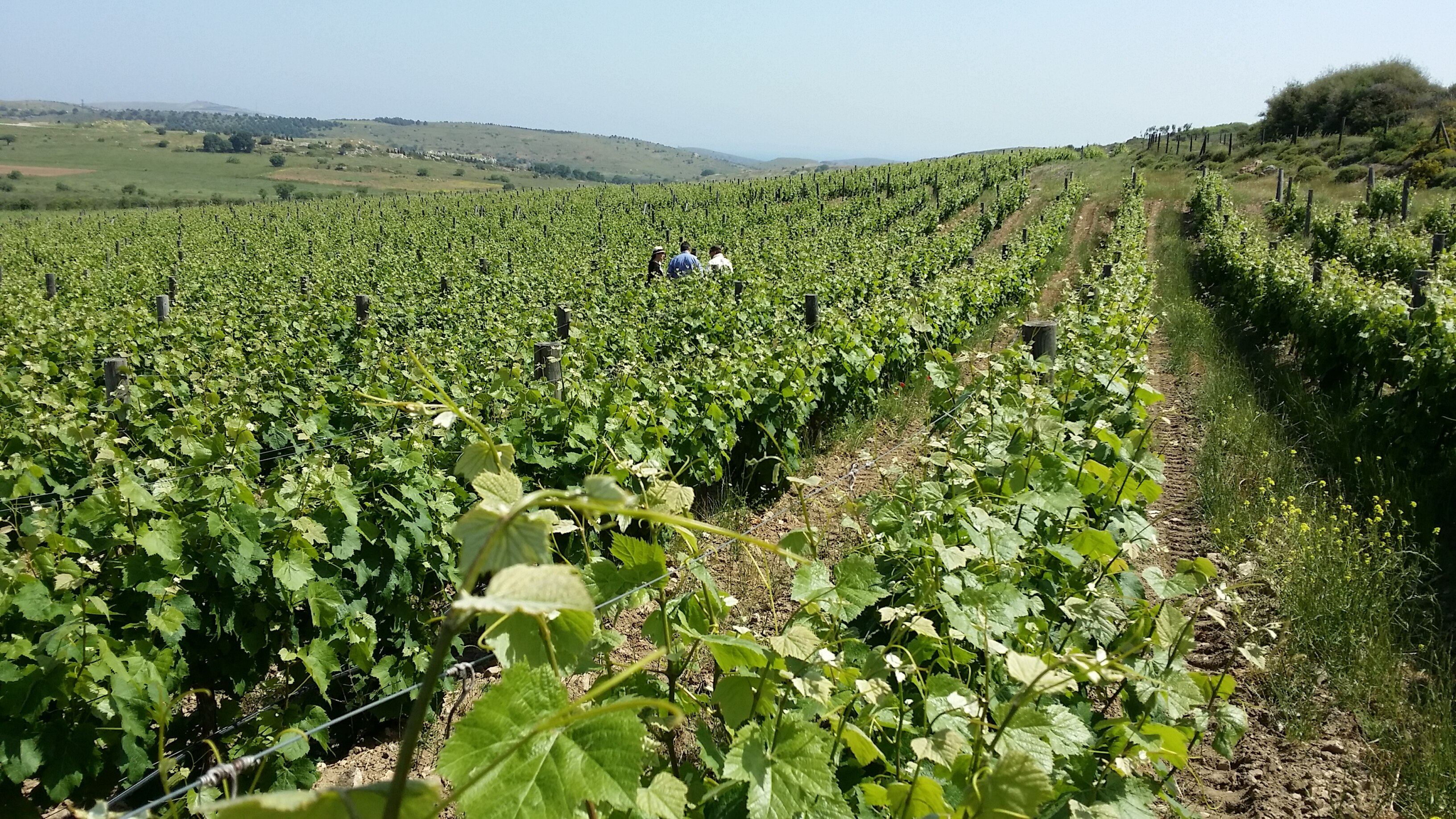 Vineyard in Turkey during Josep Roca reconnaissance trip Picture of a Vineyard in Turkey during Josep Roca reconnaissance trip - BBVA