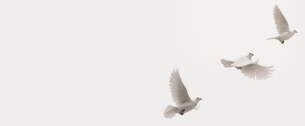 Image of Peace Process Colombia FARC Doves